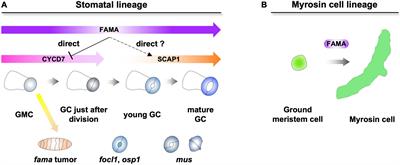 The Cell Differentiation of Idioblast Myrosin Cells: Similarities With Vascular and Guard Cells